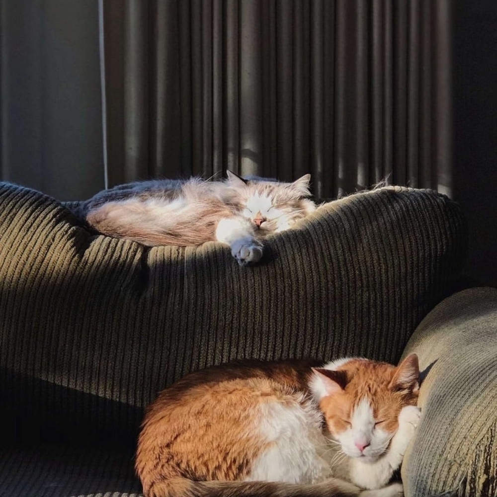 Rose Quartz Sleeping Cat Sculpture - Picture 2 of 3